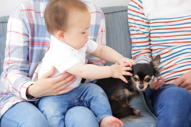 乳幼児が動物と育つ心配な点と対処法